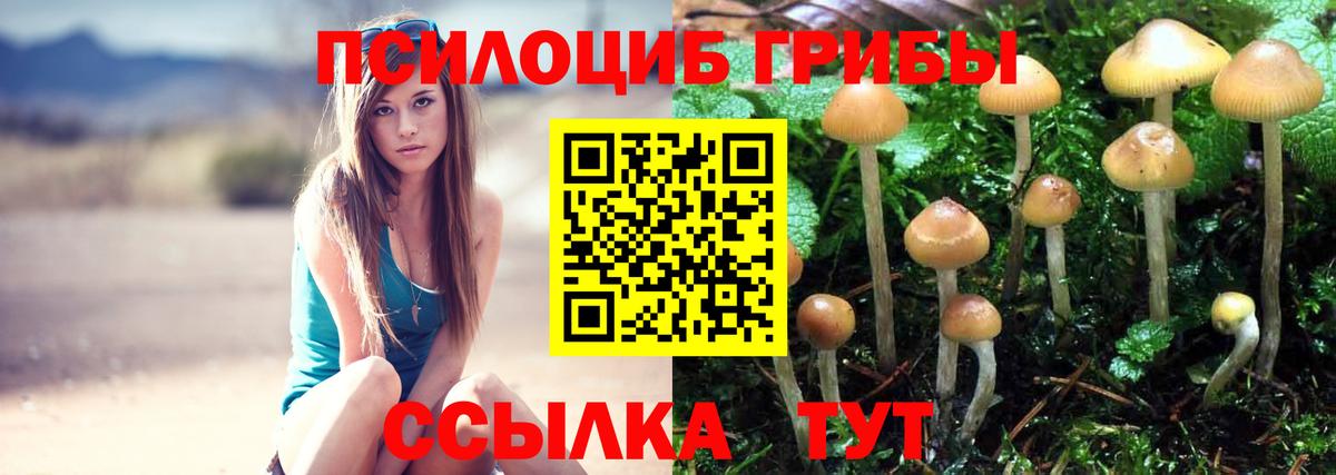 Псилоцибиновые грибы Cubensis Армавир